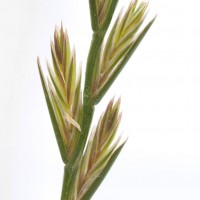 Perennial Rye-grass